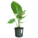 june tulip 47cm vert emerald